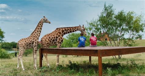 Blue hill ranch - Blue Hills Ranch is a 150-acres giraffe and animal sanctuary in McGregor, Texas. (That’s slightly south of Waco and an hour-and-a-half northeast of Austin.) The ranch offers a variety of animal experiences, as well as cabins …